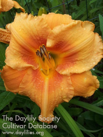 Daylily We are Everywhere